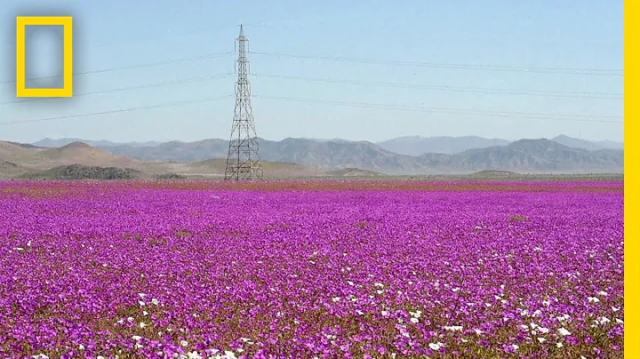 See One of Earth’s Driest Places Experience a Rare Flower Boom | National Geographic - DayDayNews