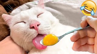 New Funny Cat and Dog Videos 😹🐶 Funniest Animals 🤣