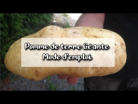 Vidéo: Informations sur les pommes de terre irlandaises : conseils pour planter des pommes de terre irlandaises dans le jardin
