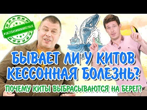 Почему киты выбрасываются на берег? Бывает ли у китов кессонная болезнь?