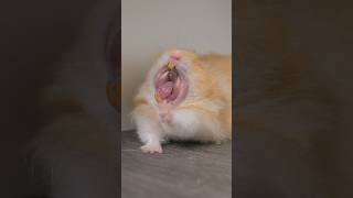 Hamster Yawning Compilation 