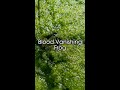Blood Vanishing Frog