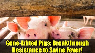 Gene Edited Pigs Breakthrough Resistance to Swine Fever