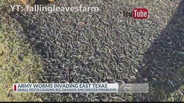 army worms