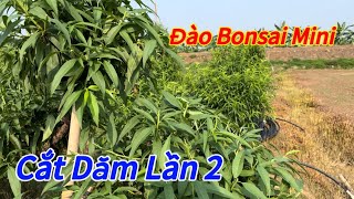 Đào Tết - Cắt dăm lần 2 cho cây đào bonsai mini - Vườn Nhà Bon (p93)#daotet #vuonnhabon