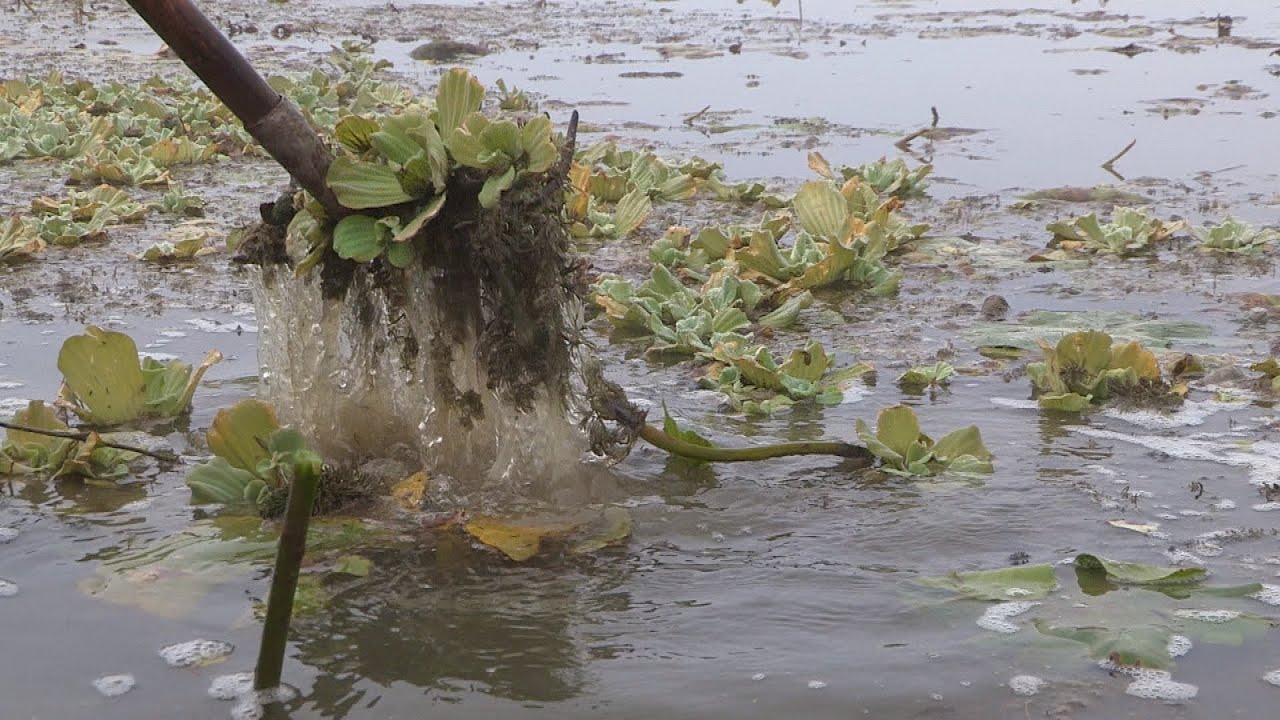 Új kártevő a Kis-Balatonon: az úszó kagylótutaj