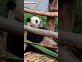 基地小奶爸给乖宝准备的饭前水果糕点 它好喜欢 吃的好享受哟殺大熊猫星宝 基地小奶爸给乖宝准备的饭前水果糕点 它好喜欢 吃的好享受哟殺大熊猫星宝
