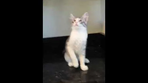 Video 9399031: turkish angora female, white turkish angora