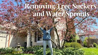 ✂Removing Suckers and Water Sprouts on My Crabapple Tree | Here She Grows