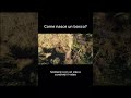🌳 Ti sei mai chiesto come nasce un bosco? #drone #droneagriculture #bosco #agricoltura