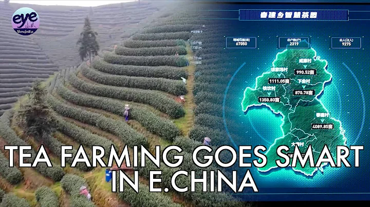 Century-old tea farming county in E. China makes use of smart technologies - DayDayNews