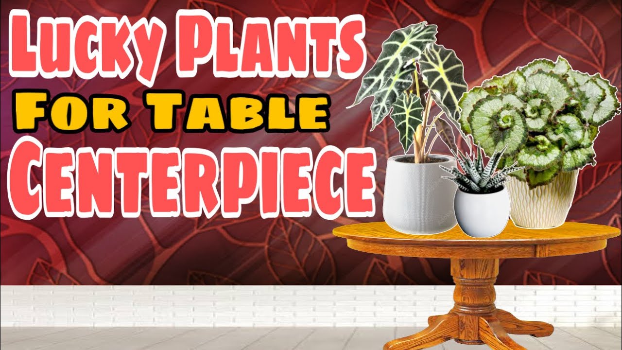7 LUCKY PLANTS FOR TABLE CENTERPIECE Swerteng halaman sa lamesa para