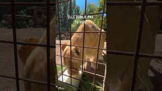 Cette lionne n’aime pas les humains ! #lion #tigre #normandie