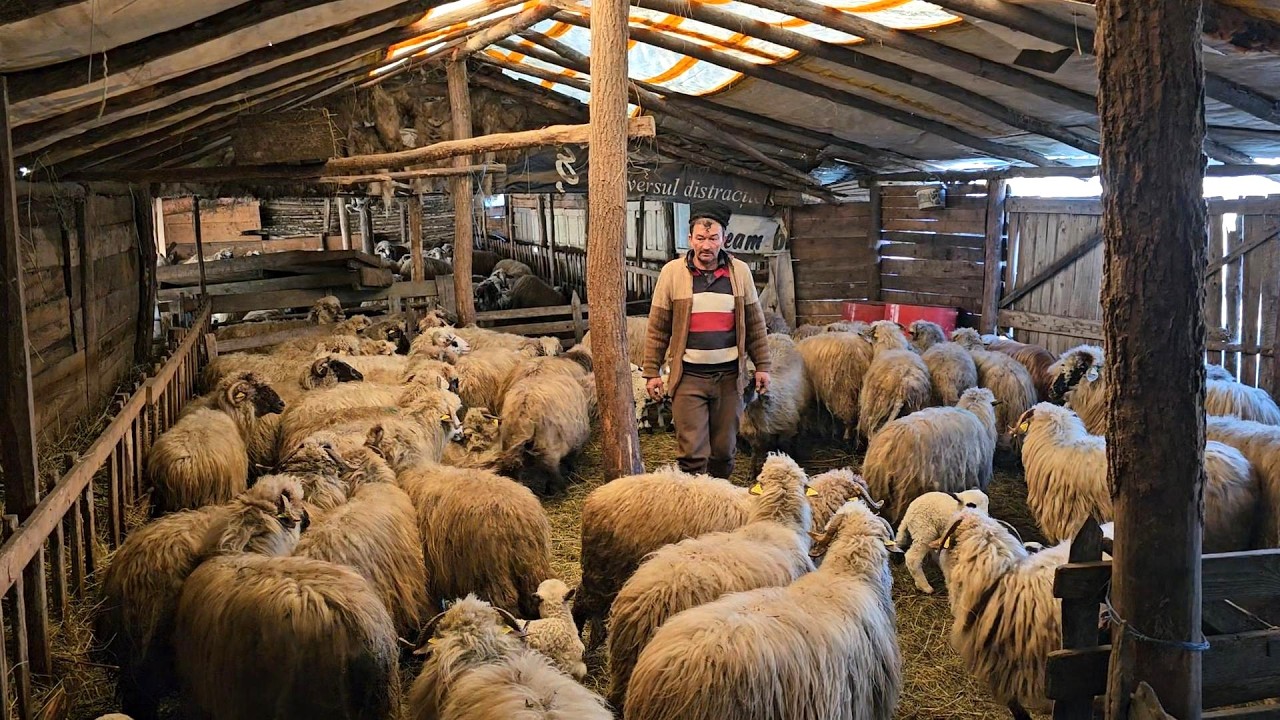 OI ȚURCANE FRUMOASE ȘI CIOBĂNESTI CORBI,LA STÂNA LUI MARIN CHIOJDEANU.REVEDEREA CU NEA MARIN.