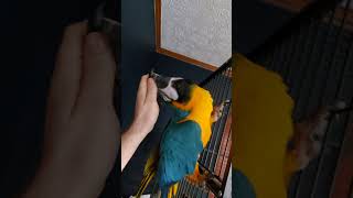 Stevie The Bird Licking My Fingers With Joy