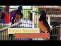 Terbukti Ampuh Untuk Memikat Murai Batu Bengong Dan Kurang Setamina Jadi Gacor Dorr Mp3 - Mp4 Download