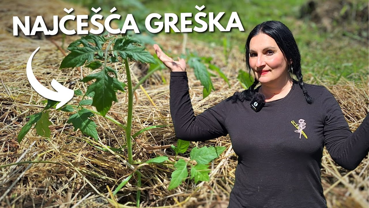 5 Ошибок При Посадке Помидоров Которые Могут Снизить Ваш Урожай