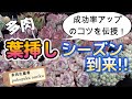 「pukupuku式葉挿し」成功率アップのコツを伝授します! 多肉生産者「pukupuku taniku」