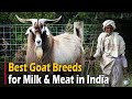 Best Goat Breeds for Milk & Meat in India | Jamnapari, Malabari, Osmanabadi, Jakhrana, Surti