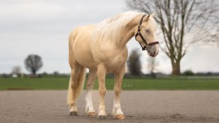 Breyer - American Cream Draft Horse - rare breed