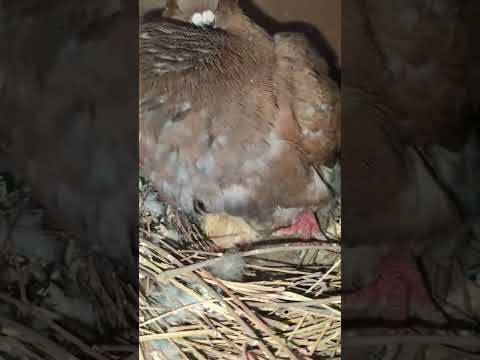 #pigeon #story #status #video