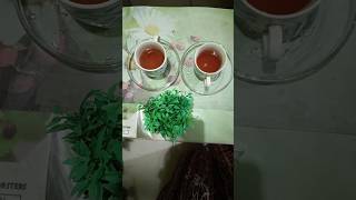 Dui cup chaa ☕sathe amar balcony vorti  hawa siter amej #balcony #tea #november #evening #ytshorts