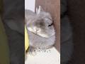 ママうさぎが手術することになりました　元気玉ください　#shorts #うさぎ #rabbit