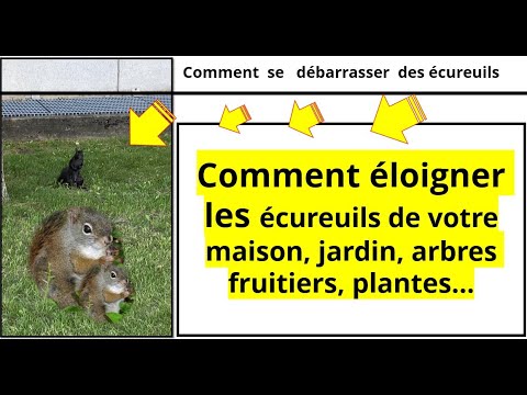 Vidéo: 3 façons de se débarrasser des écureuils