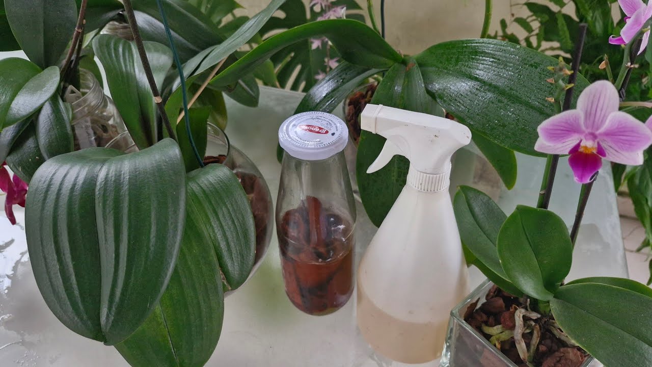 CHÁ DE CANELA NAS ORQUÍDEAS PHALAENOPSIS LIMPA FOLHAS E REPELE INSETOS 