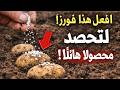 بطاطسك تتعفن في التربة بسبب هذا الخطأ القاتل