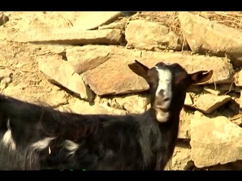 Video: Keçi Yılı: Keçi Yılında Doğan Insanların özellikleri