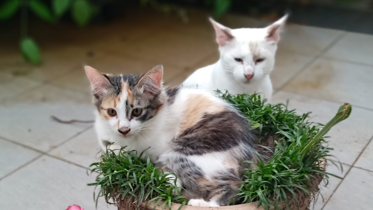 Time Machine Cats !!!! Longest Daily Cat's Story