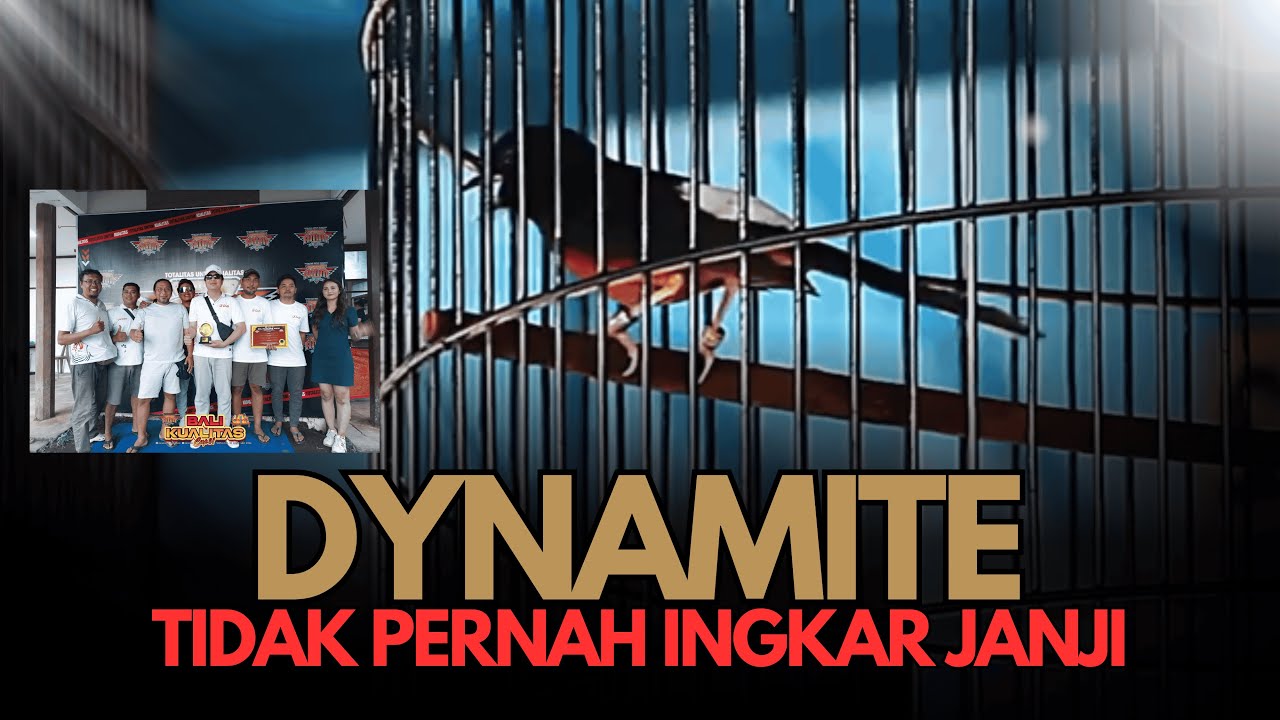 Istimewa 🔥 Murai Batu DYNAMITE Tunjukan Kualitas, Tidak Pernah Ingkar Janji - Paket Lengkap !