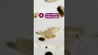 Dermatologist tips: 5 signs of bedbugs to check for #shorts #bedbugs #travel