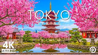 Tokyo Spring 4K - Japanse kersenbloesemperiode, Shinjuku Gyoen-tuin en ontspannende muziek screenshot 5