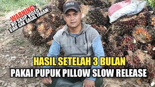 Hasil Setelah 3 Bulan Pakai Pupuk PILLOW SLOW RELEASE || PUPUK PILLOW SLOW RELEASE ECO PARMING Hasil Setelah 3 Bulan Pakai Pupuk PILLOW SLOW RELEASE || PUPUK PILLOW SLOW RELEASE ECO PARMING