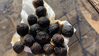 How to Open Black Walnuts: Part 2