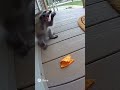 Raccoon crunching on hot chip gone wrong!!!
