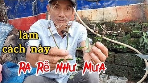 Cách giâm cành hoa hồng, loại nào cũng ra rễ 100%