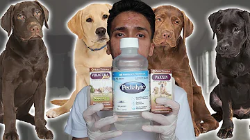 ¿Cuánto Pedialyte debo dar a un perro con parvo?