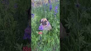 Will You Be My Friend? Pug Maggie