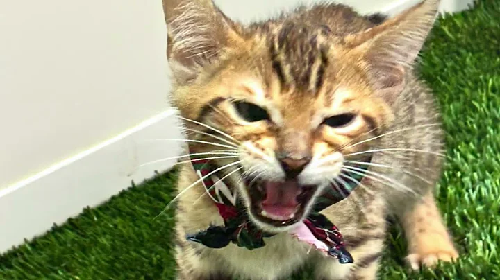 Watch the video about Romeo - Bengal Kitten for Sale in Dallas, Texas