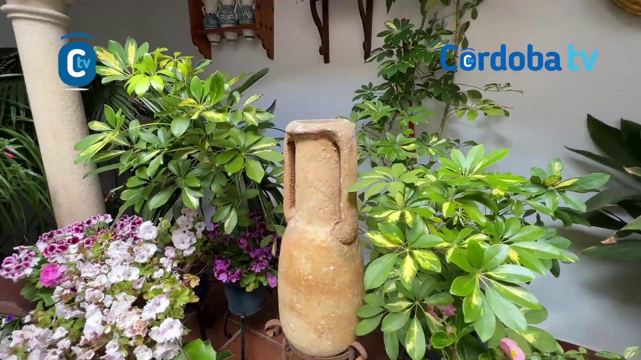 PATIOS 2025 ZARCO 15