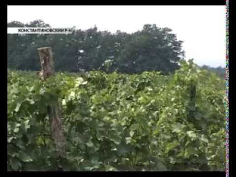 Сюжет о Винодельне Ведерников Константиновского р-на