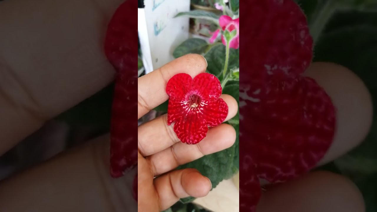 episkia(alev menekşesi) kohlera.,sinningia