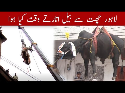 لاہور میں اونچی چھت پر بیل بگڑا تو کرین کے زریعے کیسے اتارا گیا