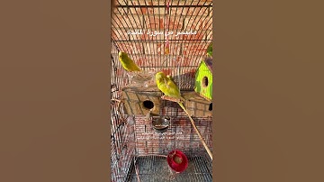 #سورة_المائدة #قرآن #عبدالباسط_عبدالصمد #مصر #العراق #اكسبلور #طيور #البادجي #quran #birds #budgies