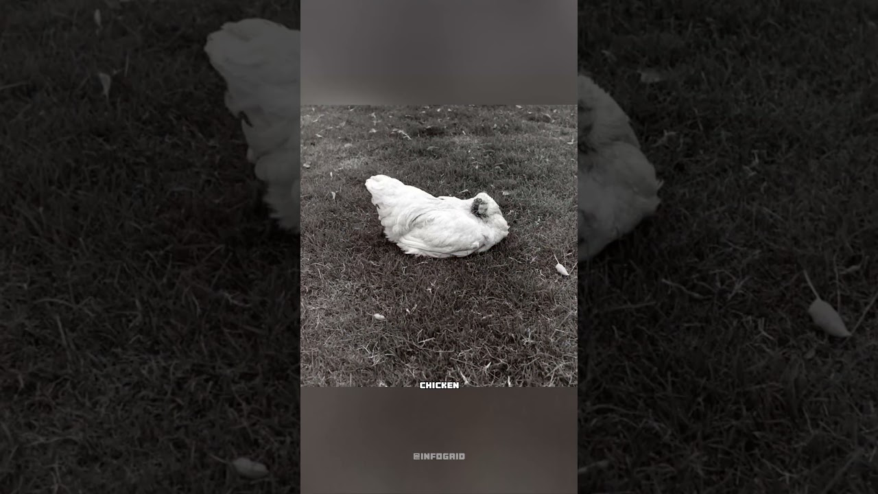 Miracle Mike: The Chicken That Lived Without a Head