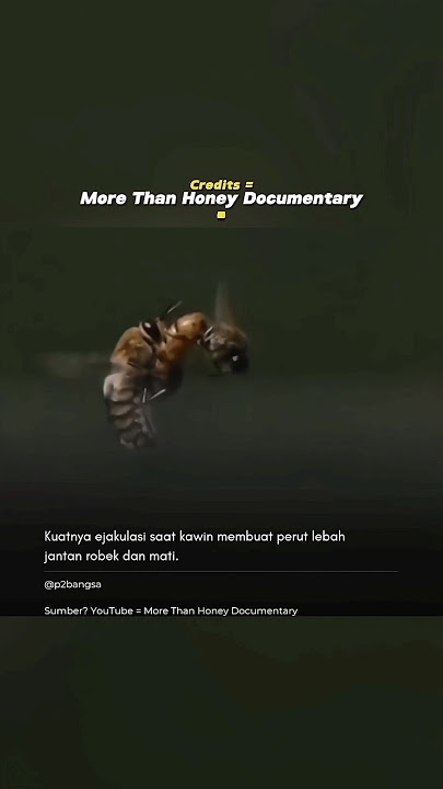 Download lagu Lebah jantan, atau drone, hanya punya satu tujuan hidup yaitu kawin dengan ratu lebah.