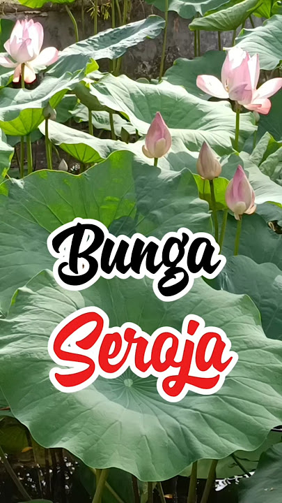 BUNGA SEROJA #bungalotus #bungaseroja #nelumbonucifera